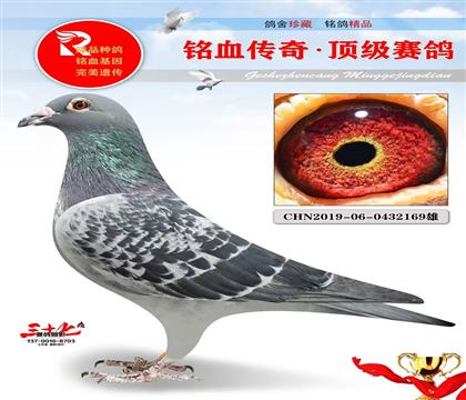 纯胡本、520公里冠军父亲