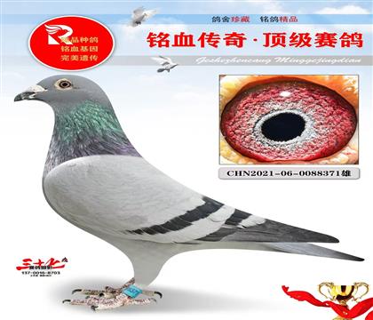 戈马力老功勋代表直子