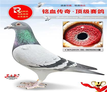 老功勋最佳直子