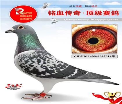 朱飞雄凡龙超级73