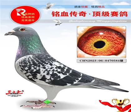 朱飞雄凡龙超级73