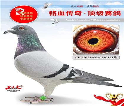 极速飞戈回血直孙、特别好