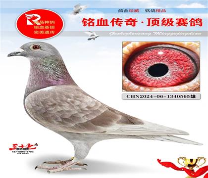 飞翔荷兰人家族、超级好