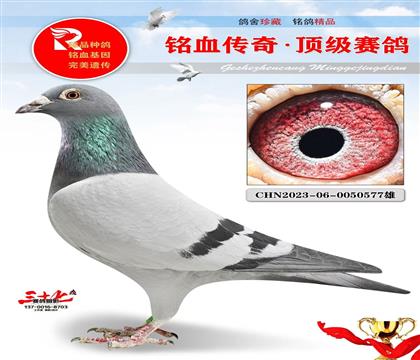 老功勋回血直子