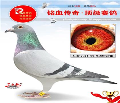 极速飞戈回血直孙