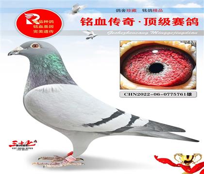 北京壹号、克拉克鼻祖回血