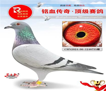 飞戈黄金对子代、实战家族