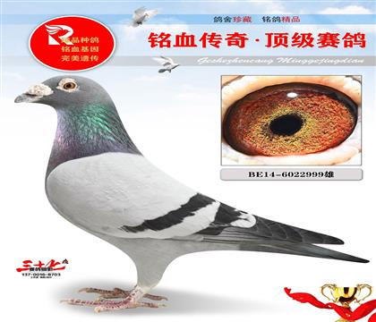 老英格斯、多羽前十冠军源头