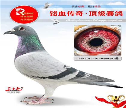 老英格斯配对母、本身季军