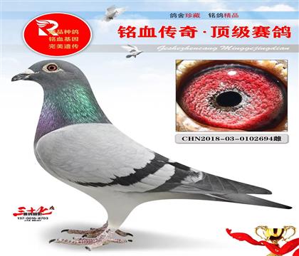 开尔黄金对雌、冠军母亲