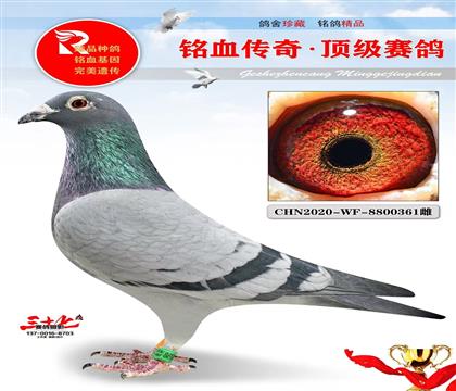 潍坊公棚决赛10名、精英赛季军