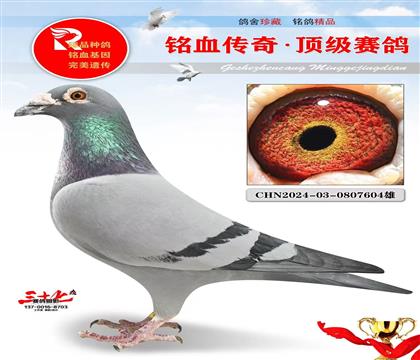 宇航鸽王平辈、开尔做出