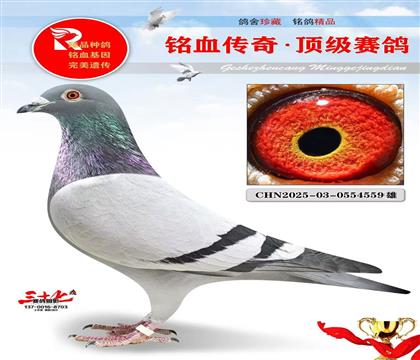 忠胜鸽王9名平辈、开尔做出、超级