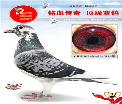 鸽王11名、极品桑杰士