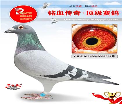 老英格斯代表直子