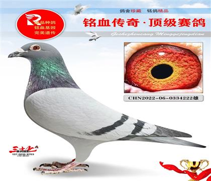 老英格斯子代222