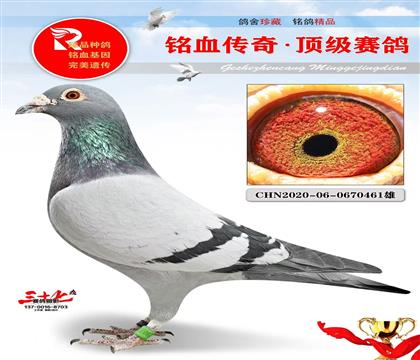 老英格斯最佳直子