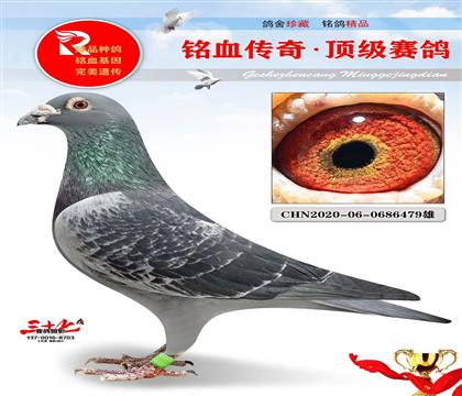 徐应捷黑胡本、老黑母直孙