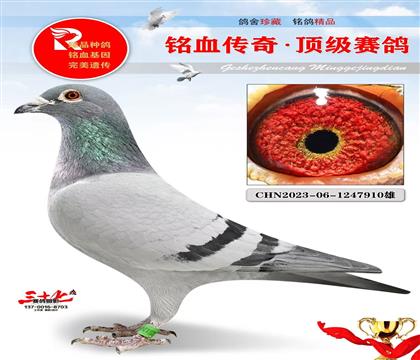 老英格斯直子·直女