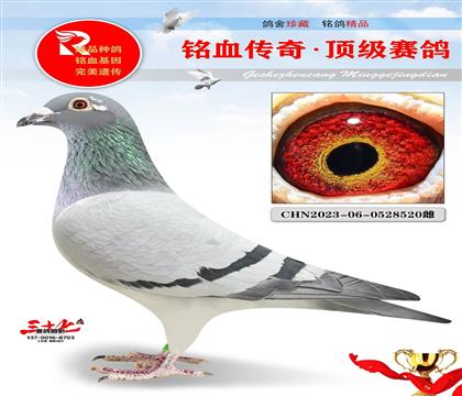 老英格斯直子·直女、超级