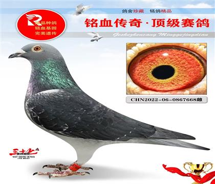 徐应捷黑胡本、超级好