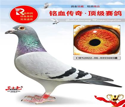 御林军传奇配对直孙