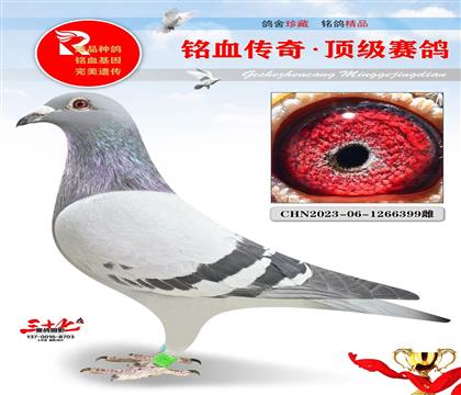 卡普1013直子·涡轮罗西直女