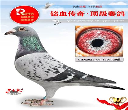 涡轮罗西外孙女