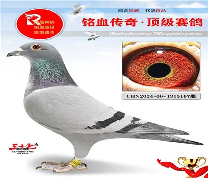 老英格斯·奶酪017直女、超级