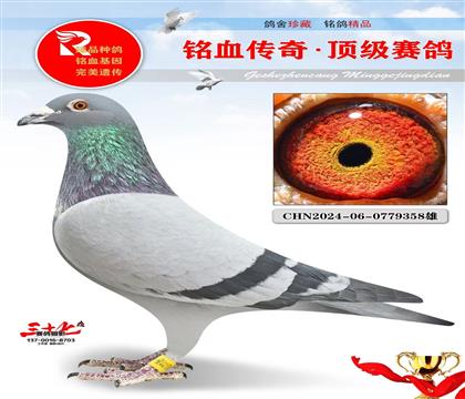 老英格斯父女回血做出