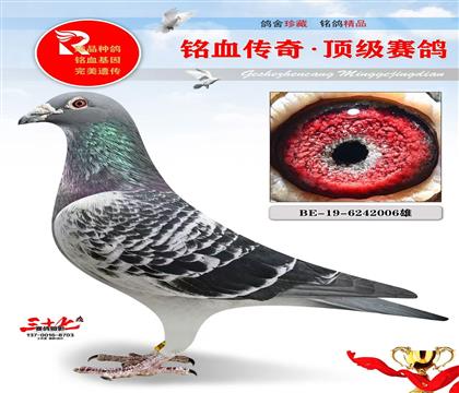 冠军号、布克斯原舍、超级种鸽