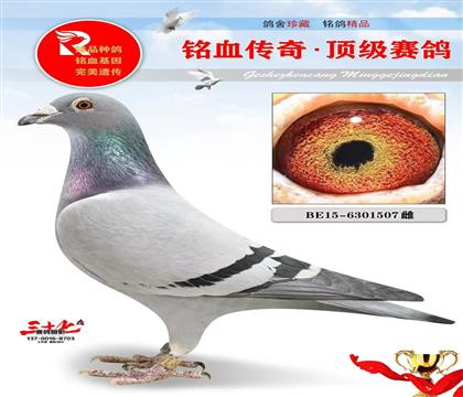 灰公主、凡登布克灰鸽王直女