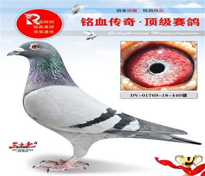 鸽王冠军父亲、德拉帕原舍