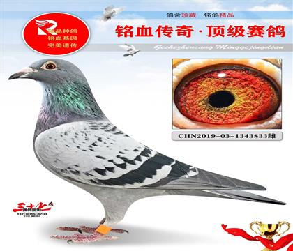 神州辉煌决赛443名