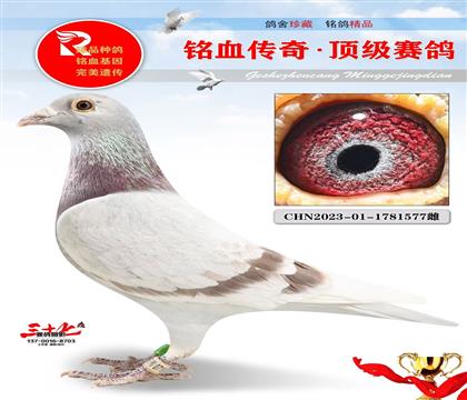 蓝色王朝、神奇小鸟505家族