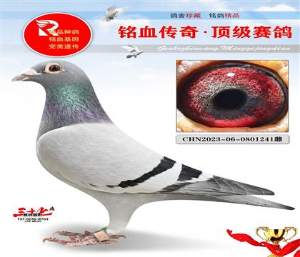 台安寄养棚一关总冠军