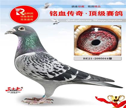 中距离鸽王冠军同窝、史蒂文原舍