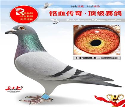 房山公棚鸽王9名