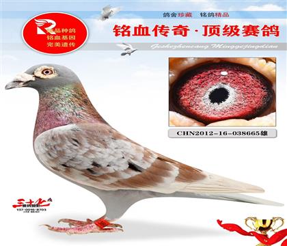 老红狐、731回血、太多羽鸽王的源头