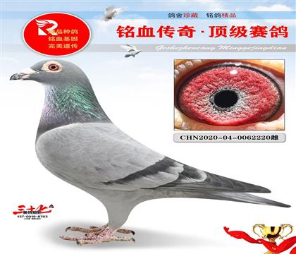 泰山公棚鸽王、子代6羽入赏
