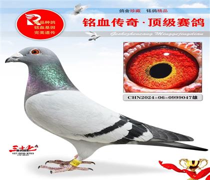 冠军号·灰公主 此鸽超级好