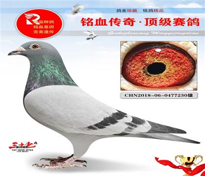 灰公主代表直子