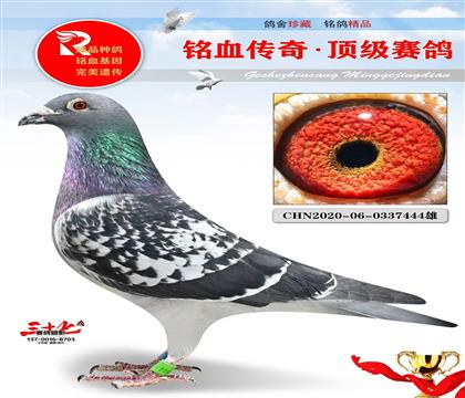 盖兰托斯回血直孙、非常好