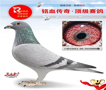 基特尔006平辈·灰公主、8888号