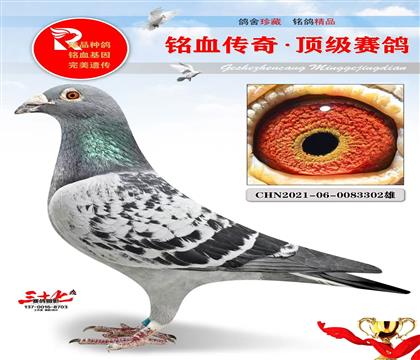 冠军号·灰公主、已做出特比季军