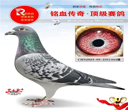 深斑利奥880直孙、超级好