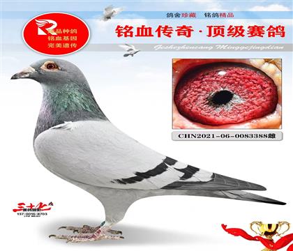 冠军号·灰公主