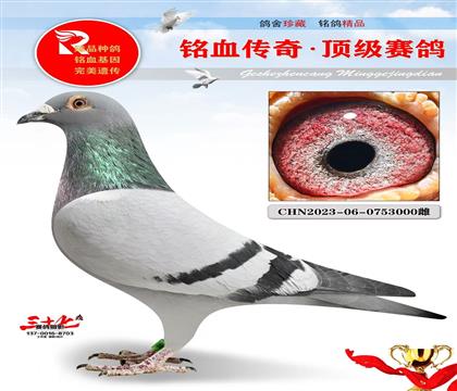 冠军号·灰公主 000号