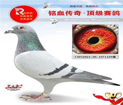 灰公主直子·直女