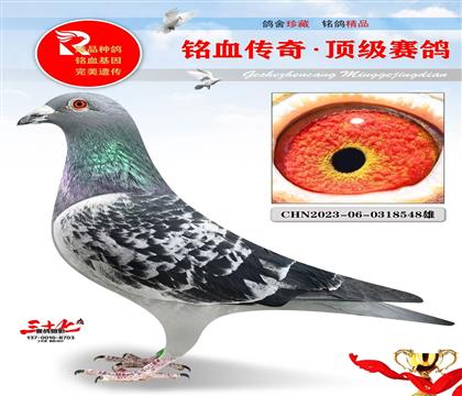 冠军号·灰公主 特别好